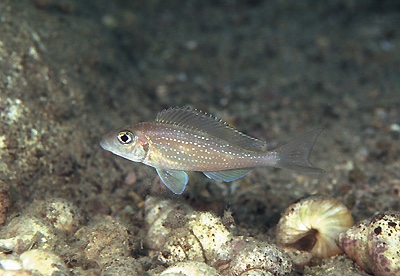 Xenotilapia sp. 'spilopterus north' Karilani Island